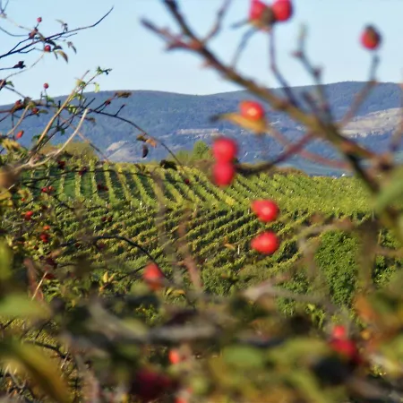 Tokaj Hill Panorama Guest house Szerencs