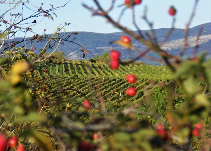 Tokaj Hill Panorama Konukevi Szerencs