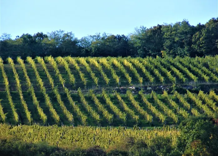 בית הארחה Tokaj Hill Panorama 3*